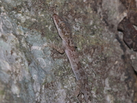 Tree Spirit Bent-toed Gecko  - Khao Nang Panthurat FP