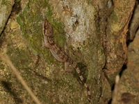 Tree Spirit Bent-toed Gecko  - Kaeng Krachan NP