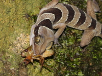Tuberculate Bent-toed Gecko  - Koh Adang