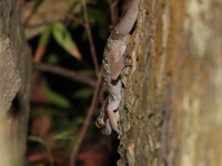 Tuberculate Bent-toed Gecko  - Ton Nga Chang WS