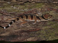 Tuberculate Bent-toed Gecko  - Thale Ban NP
