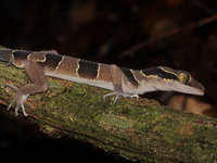 Tuberculate Bent-toed Gecko  - Phuket