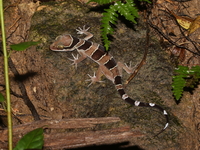 Tuberculate Bent-toed Gecko  - Phuket