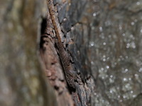 Twin-spot Day Gecko  - Satun