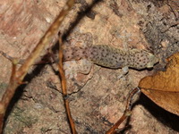 Unidentified Hemidactylus sp  - Mu Koh Surin NP