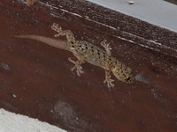 Warty House Gecko  - Budo-Su Ngai Padi NP