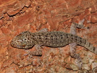Warty House Gecko  - Betong