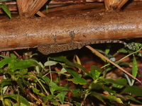 Warty House Gecko  - Pa Phru Sirindhorn