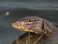 Water Monitor Lizard  - Phetchaburi