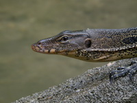 Water Monitor Lizard  - Khao Luang Krung Ching NP