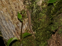 Yellow-bellied Dwarf Gecko  - Khao Yai NP