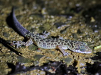 Zebra Bent-toed Gecko  - Khao Luang Krung Ching NP