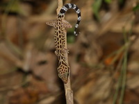 Zebra Bent-toed Gecko  - Khao Luang Krung Ching NP