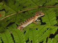 Zebra Bent-toed Gecko  - Khao Ramrom