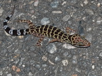 Zebra Bent-toed Gecko  - Khao Banthad WS