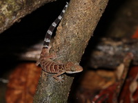 Zebra Bent-toed Gecko  - Khao Pu Khao Ya NP