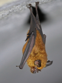 Acuminate Horseshoe Bat  - Bala