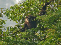 Agile Gibbon  - Bala