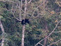 Asian Black Bear  - Mae Wong NP