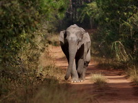 Asian Elephant  - Nam Nao NP