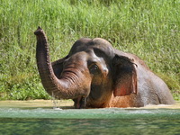 Asian Elephant  - Khao Sok NP