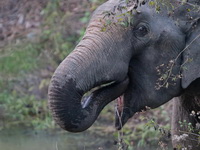 Asian Elephant  - Kaeng Krachan NP