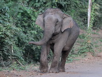 Asian Elephant  - Kaeng Krachan NP