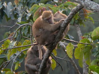 Assamese Macaque  - Nam Nao NP