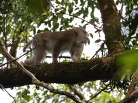 Assamese Macaque  - Doi Phu Kha NP