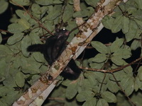 Black Flying Squirrel  - Thale Ban NP