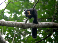 Black Giant Squirrel  - Thale Ban NP