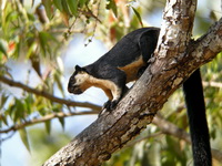 Black Giant Squirrel  - Khao Yai NP