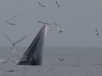 Bryde's Whale  - Bang Taboon