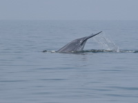 Bryde's Whale  - Gulf of Thailand