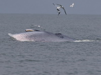 Bryde's Whale  - Gulf of Thailand