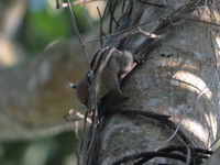 Cambodian Striped Squirrel  - Chonburi