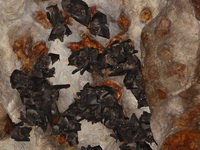 Cave Nectar Bat  - Chaloem Rattanakasin NP