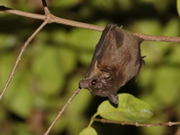 Cave Nectar Bat  - Sai Yok NP