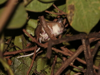 Chestnut White-bellied Rat  - Baan Maka