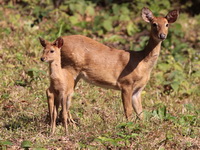 Eld's Deer - female  - Huay Kha Kaeng WS