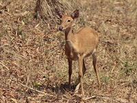 Eld's Deer - immature  - Huay Kha Kaeng WS