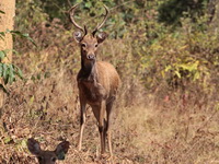 Eld's Deer - male  - Huay Kha Kaeng WS