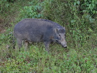 Eurasian Wild Pig  - Khao Sok NP