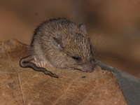 Fawn-coloured Mouse  - Umphang