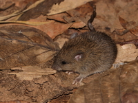 Fawn-coloured Mouse  - Umphang