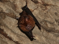 Great Roundleaf Bat - female  - Wat Tham Tapan