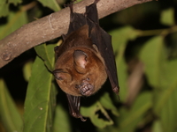 Great Roundleaf Bat - female  - Wat Tham Phra Phothisat