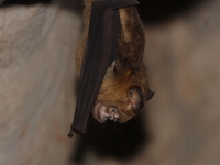 Great Roundleaf Bat - female  - Lub Lae Cave