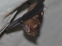 Great Roundleaf Bat - male  - Loei