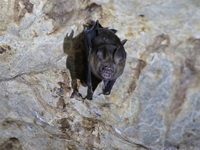 Great Roundleaf Bat - male  - Than Bok Khoranee NP